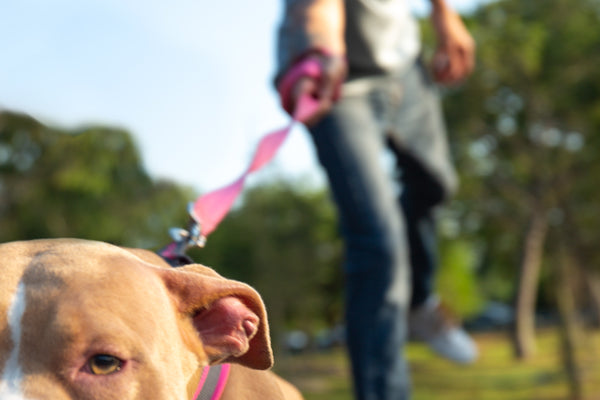Fuse's Furry Friends